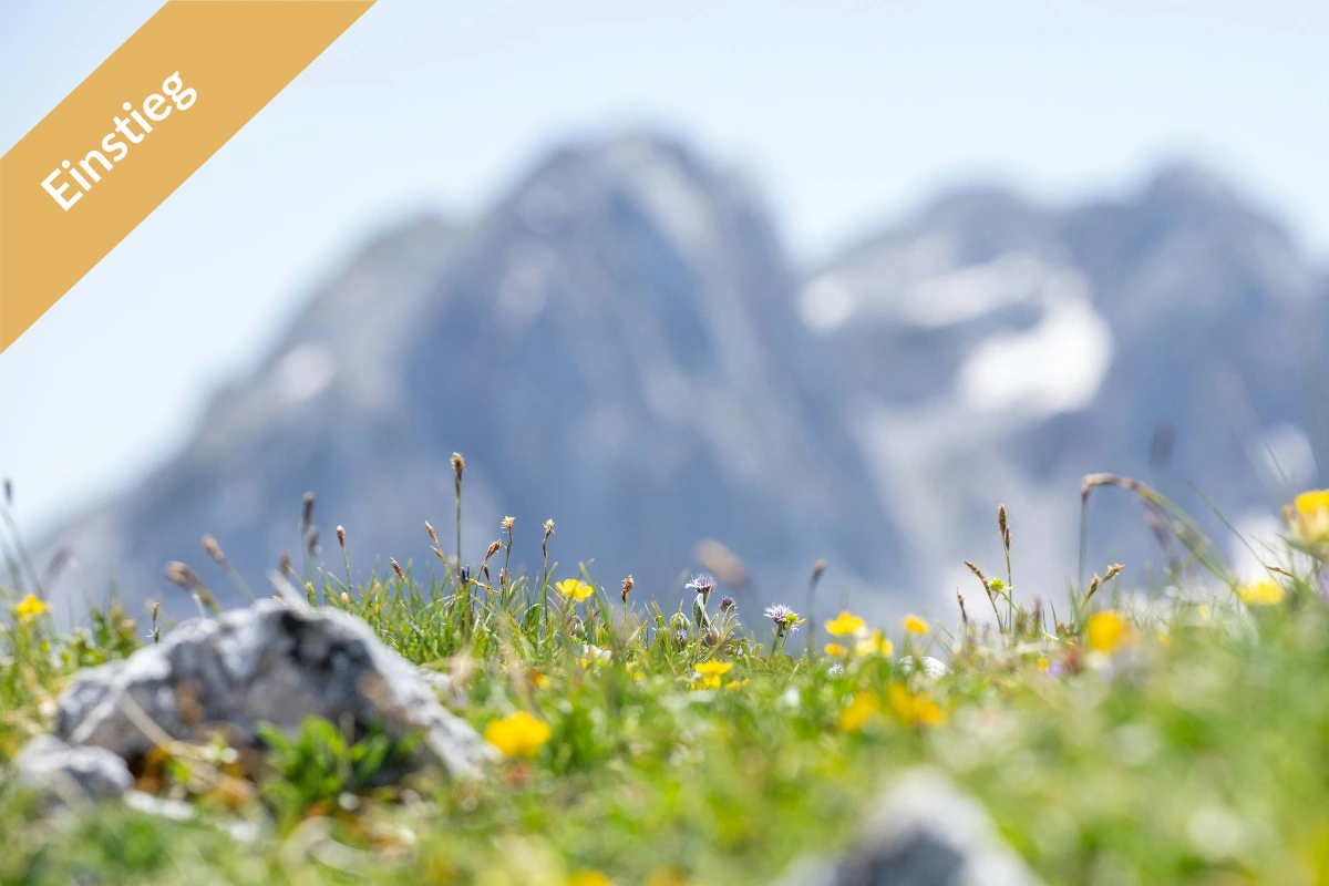 Bergwiese in den Alpen – Kurs zur Vorbereitung für die Wandersaison